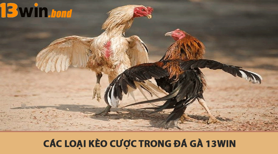 Các loại kèo cược trong đá gà 13Win