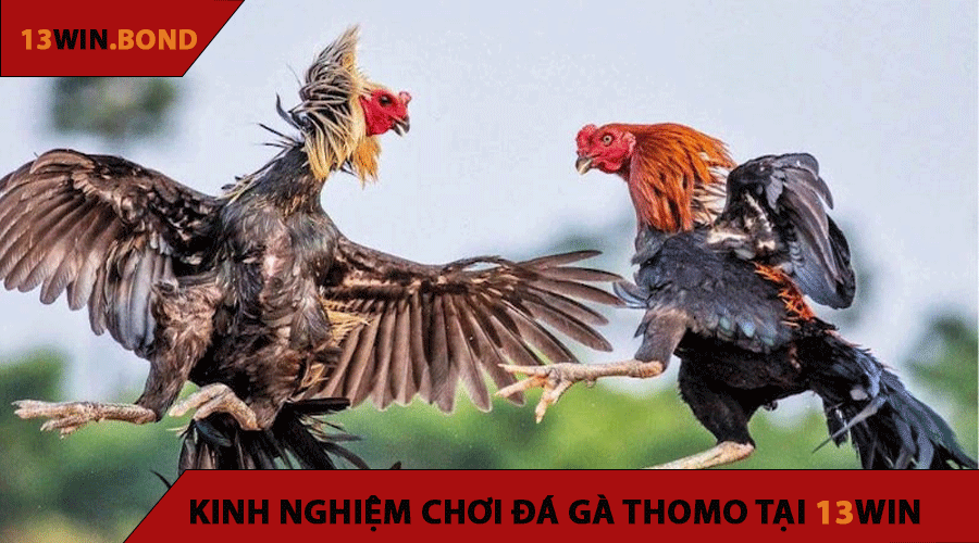 Kinh Nghiệm Chơi Đá Gà Thomo Tại 13WIN