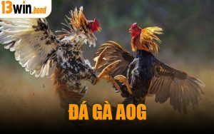 Đá Gà AOG