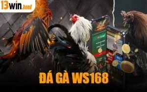 Đá Gà WS168