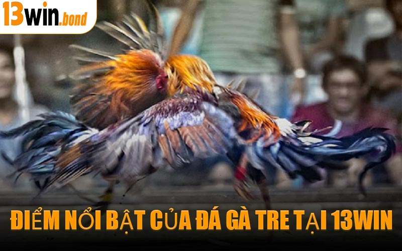 Điểm nổi bật của Đá Gà Tre tại 13WIN