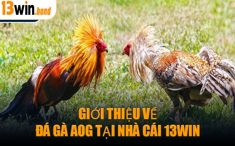 Giới Thiệu Về Đá Gà AOG Tại Nhà Cái 13WIN