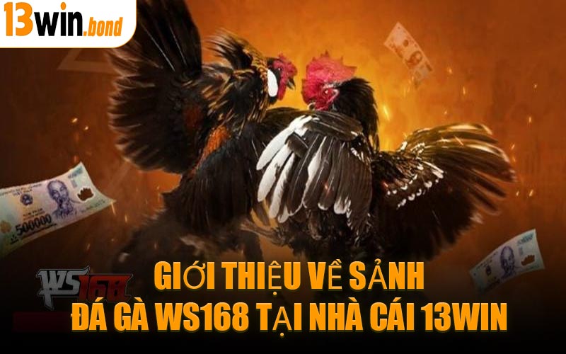 Giới Thiệu Về Sảnh Đá Gà WS168 Tại Nhà Cái 13WIN