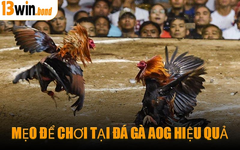 Mẹo Để Chơi Tại Đá Gà AOG Hiệu Quả