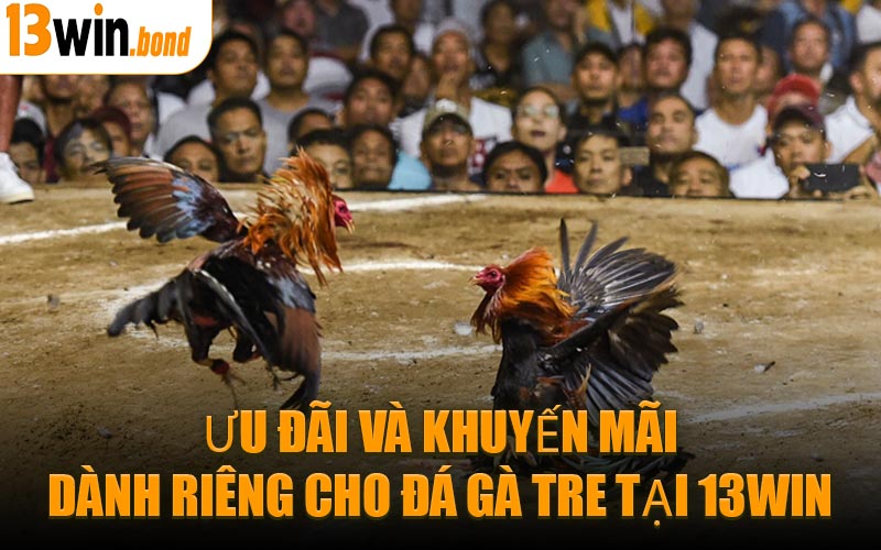 Ưu đãi và khuyến mãi dành riêng cho Đá Gà Tre tại 13WIN